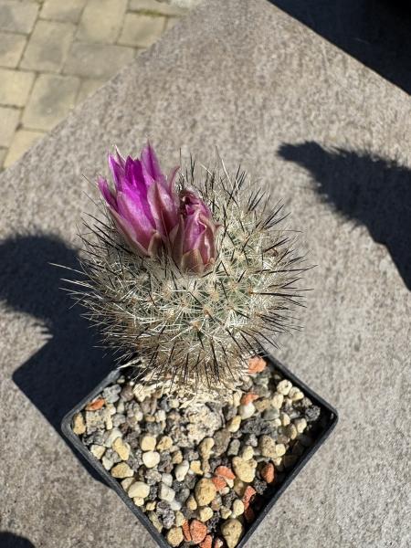Gymnocactus booleanus